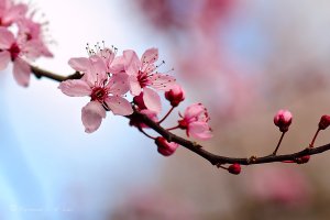 cherry_blossom_3_by_raylau-d4zo05p